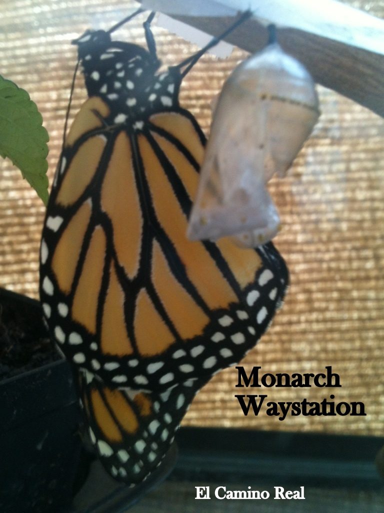 2013_ElCaminoReal_Monarch Waystation 20