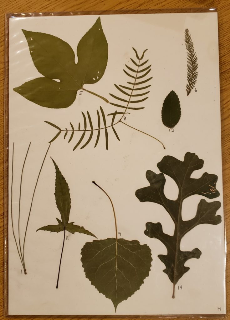 Photos of plant specimens for keying