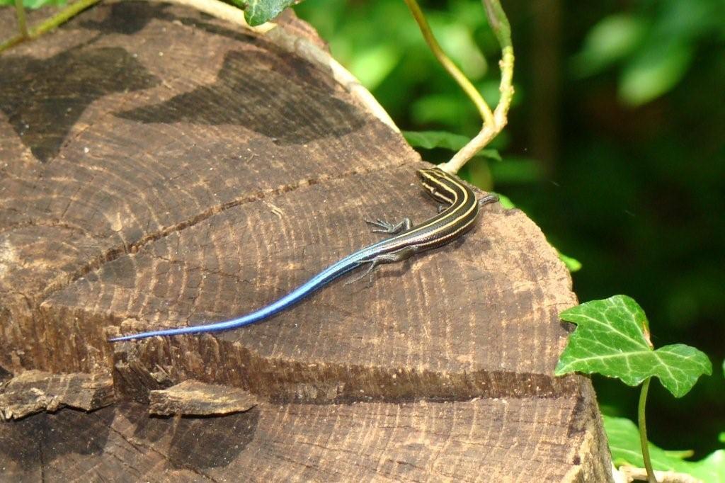 Five Lined Skinks