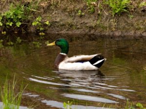 Beulah Acres Duck