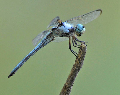 Dragonfly