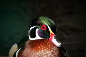 Close-up shot of a colorful wood duck showcasing its vibrant feathers in Bad Wildbad, Germany.