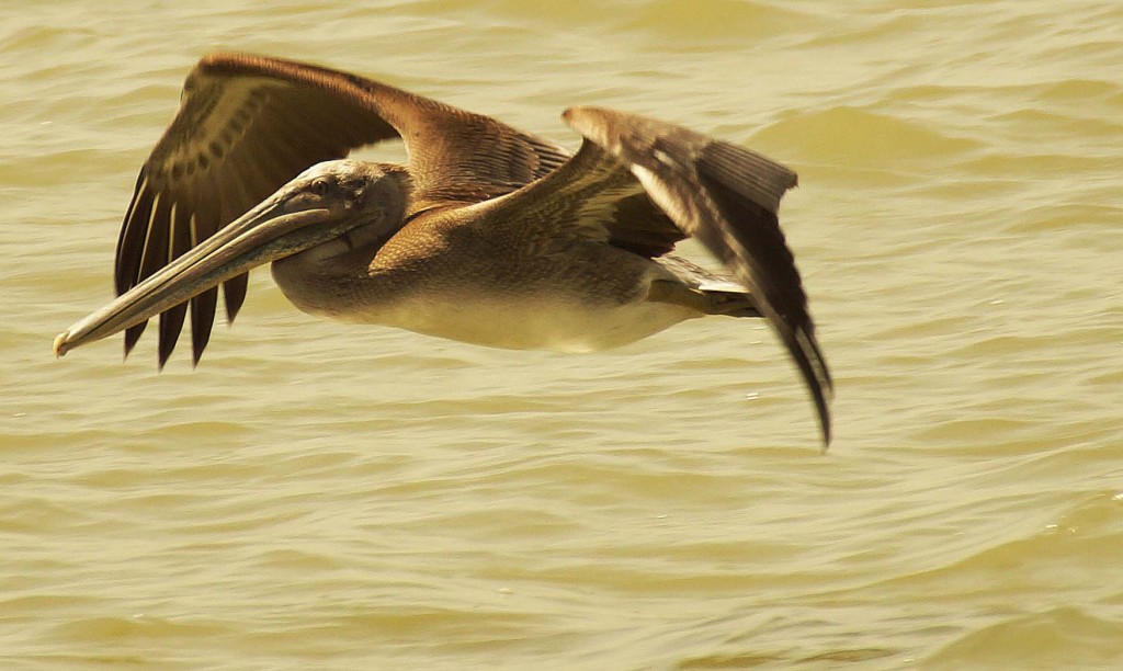 Brown Pelican_Small