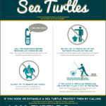 Sea Turtle Stranding flyer