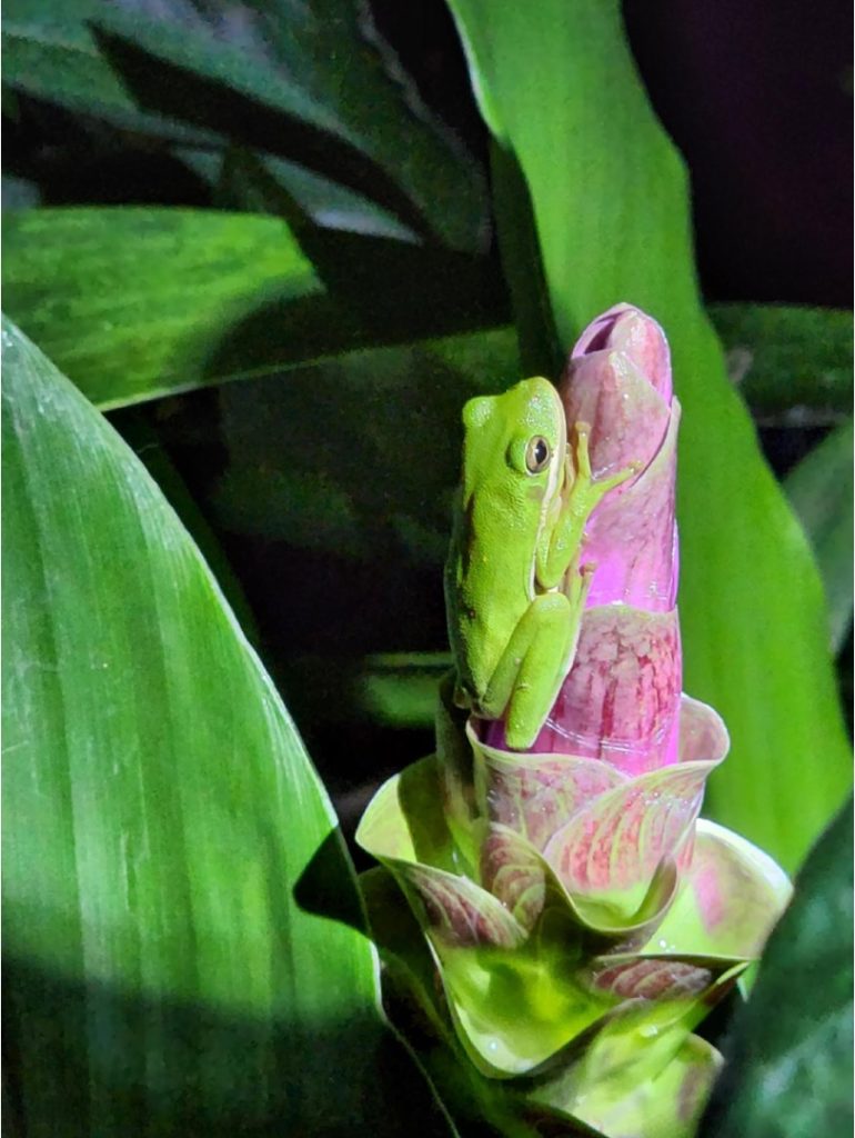 Green Tree Frog