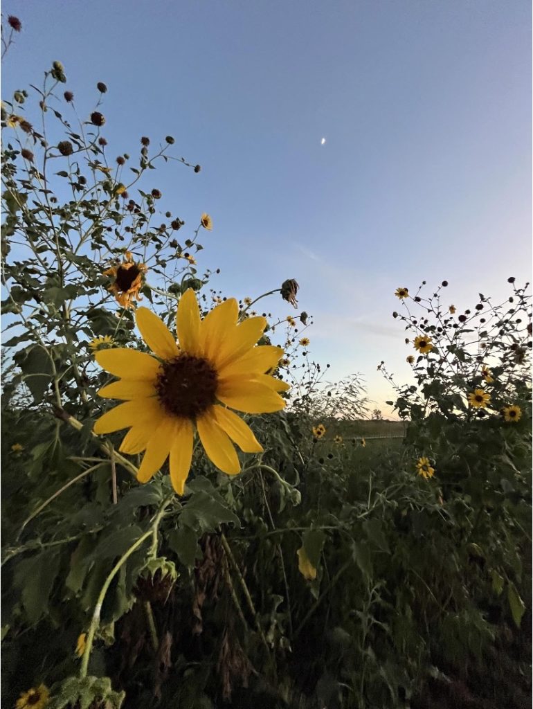 Wild Sunflowers Against a Summer Sky
