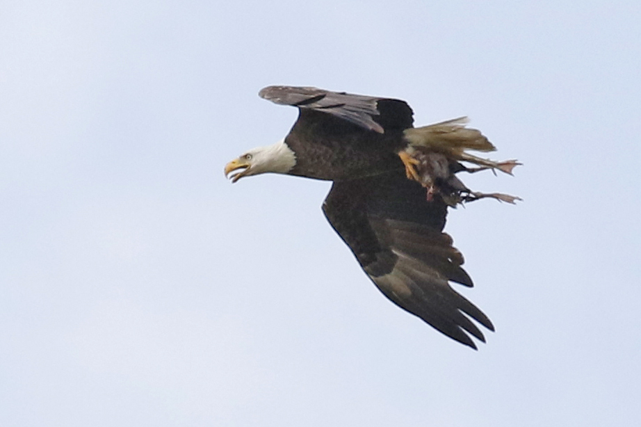 WrightJ Bald Eagle with web footed prey
