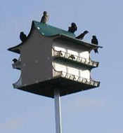 Photo of birds on bird house