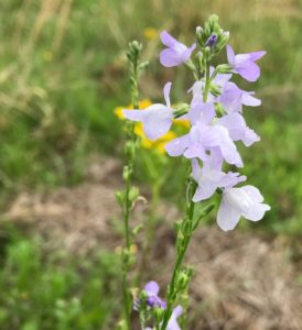 Willdflower closeup. Blooming in field.