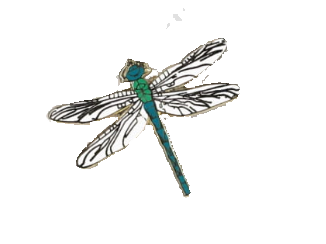 photo of dragonfly new member pin