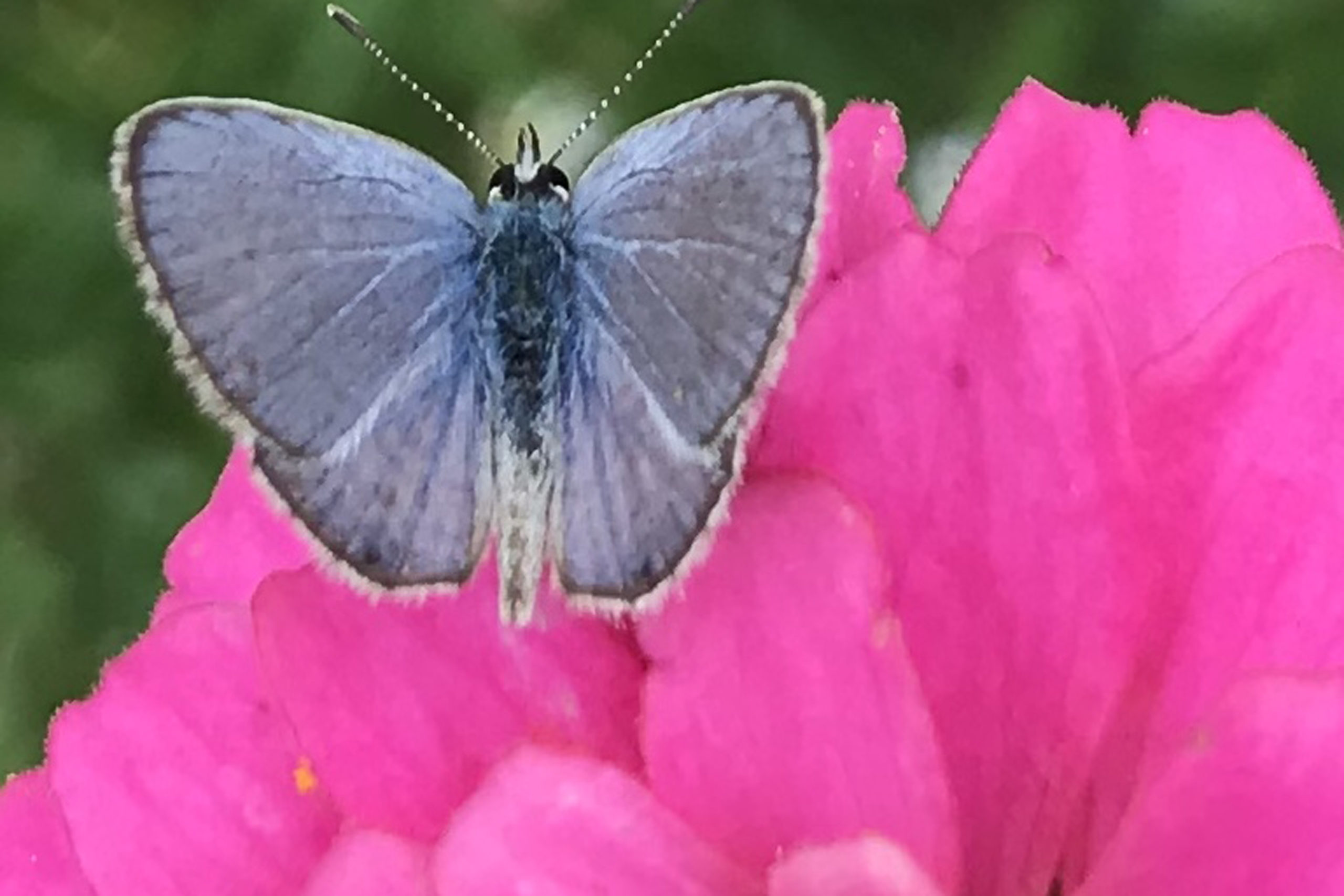 Using iNaturalist to id new butterfly LB