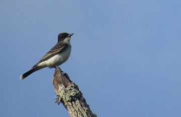 Bird perched on bare branch
