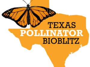 Logo for Texas Bioblitz