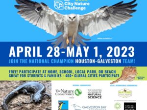 City Nature Challenge 2023 Flyer