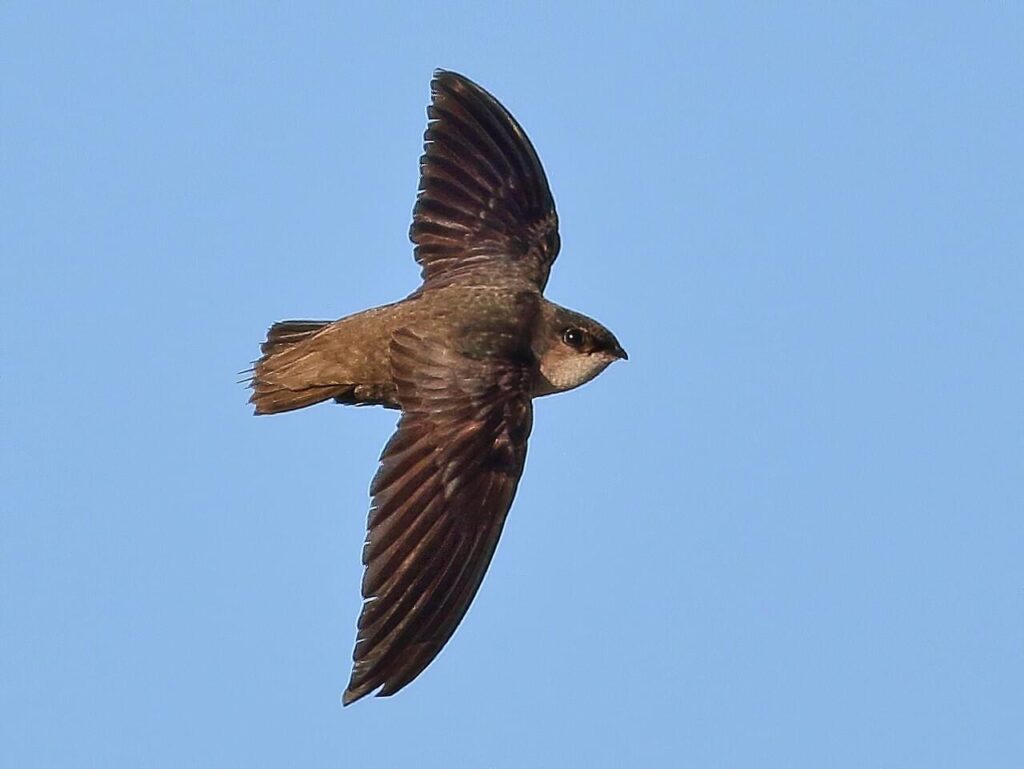 Bird in flight