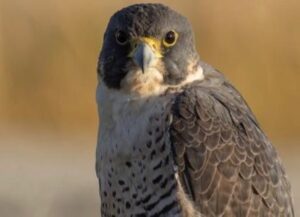 Image of a peregrine falcon