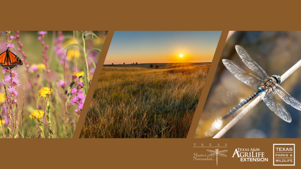 Pollinator Grasslands Dragonfly