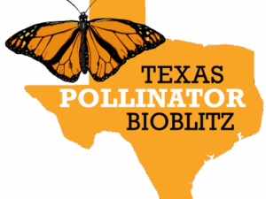 logo for Texas Pollinator bioblitz