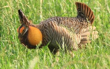 Attwater Prairie Chicken