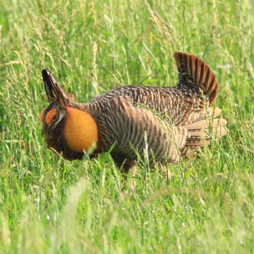 Attwater Prairie Chicken