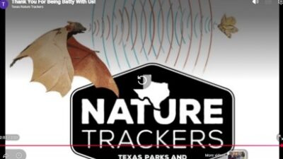 Image of video about bat monitoring