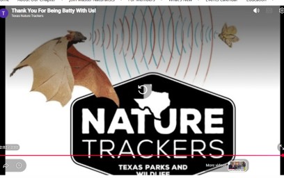 Image of video about bat monitoring