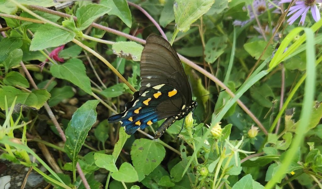 Pipevine Swallowtail October 2025
