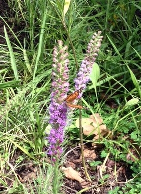 Monarch butterfly on Gayfeather flower stalk