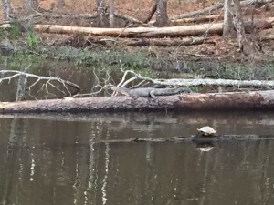 Alligator and turtle on logs at Huntsville State Park