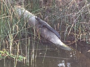 Alligator on log at Huntsville State Park