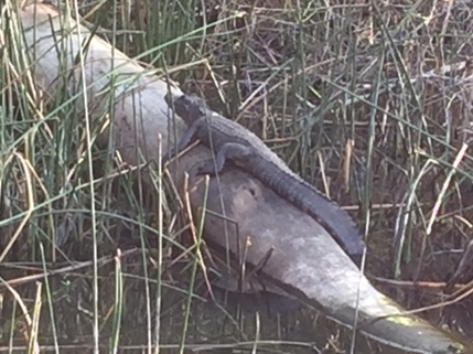 Alligator on log
