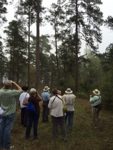 A group of birders looking into pine trees