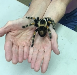 A tarantula on a woman's hands