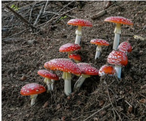 Amanita muscaria 