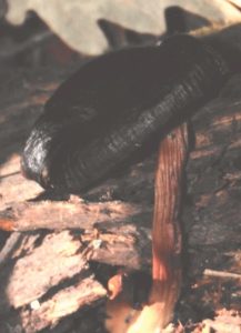 Ganoderma