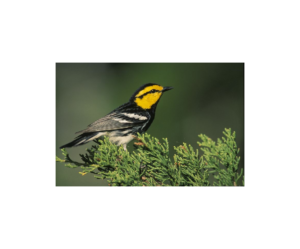 Golden Cheeked Warbler