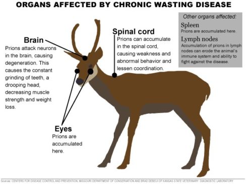 CWD diagram