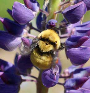 bumble bee bluebonnet