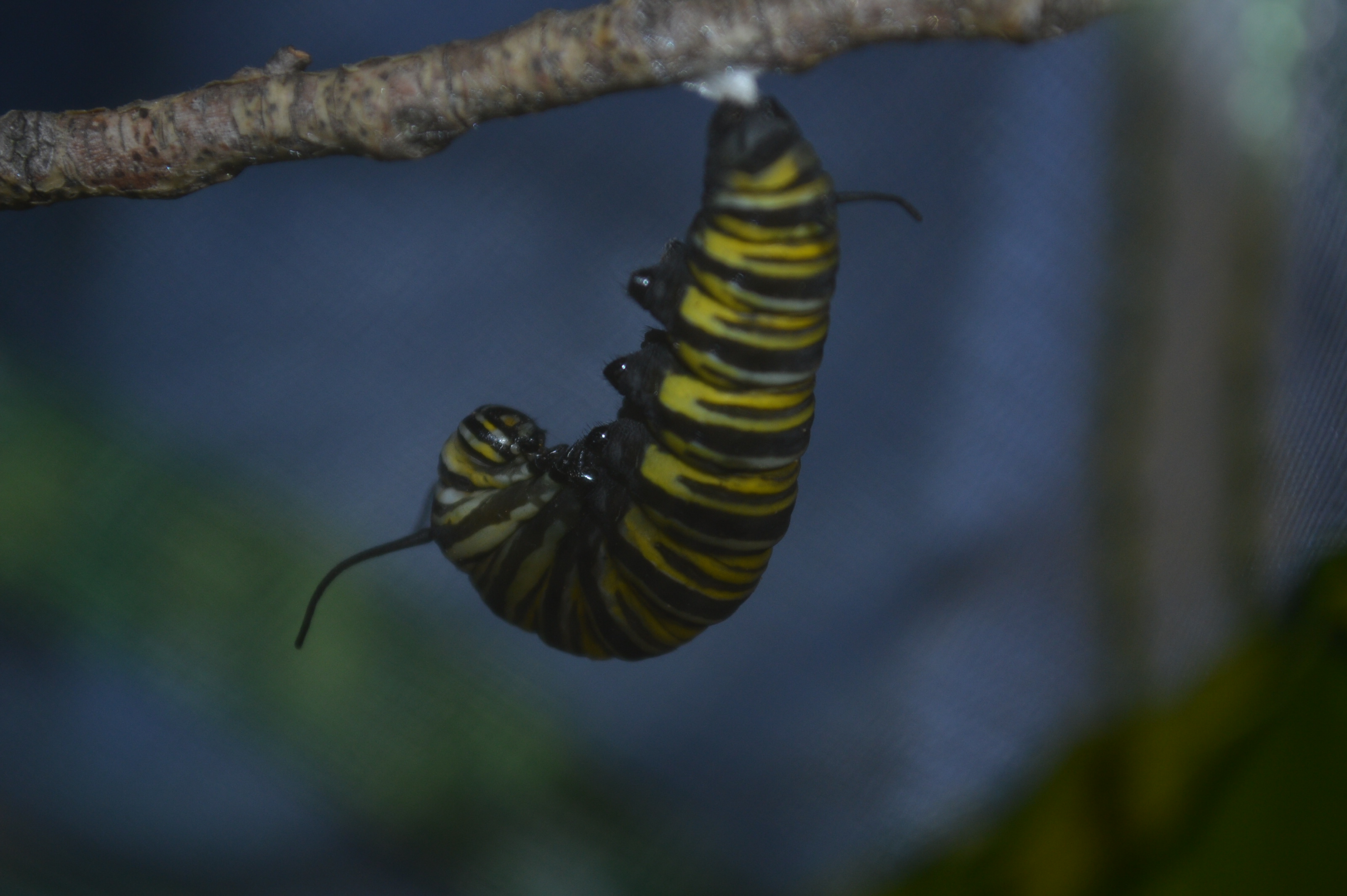 Lisa Flanagan's caterpillar