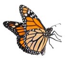 Monarch butterfly side view icon