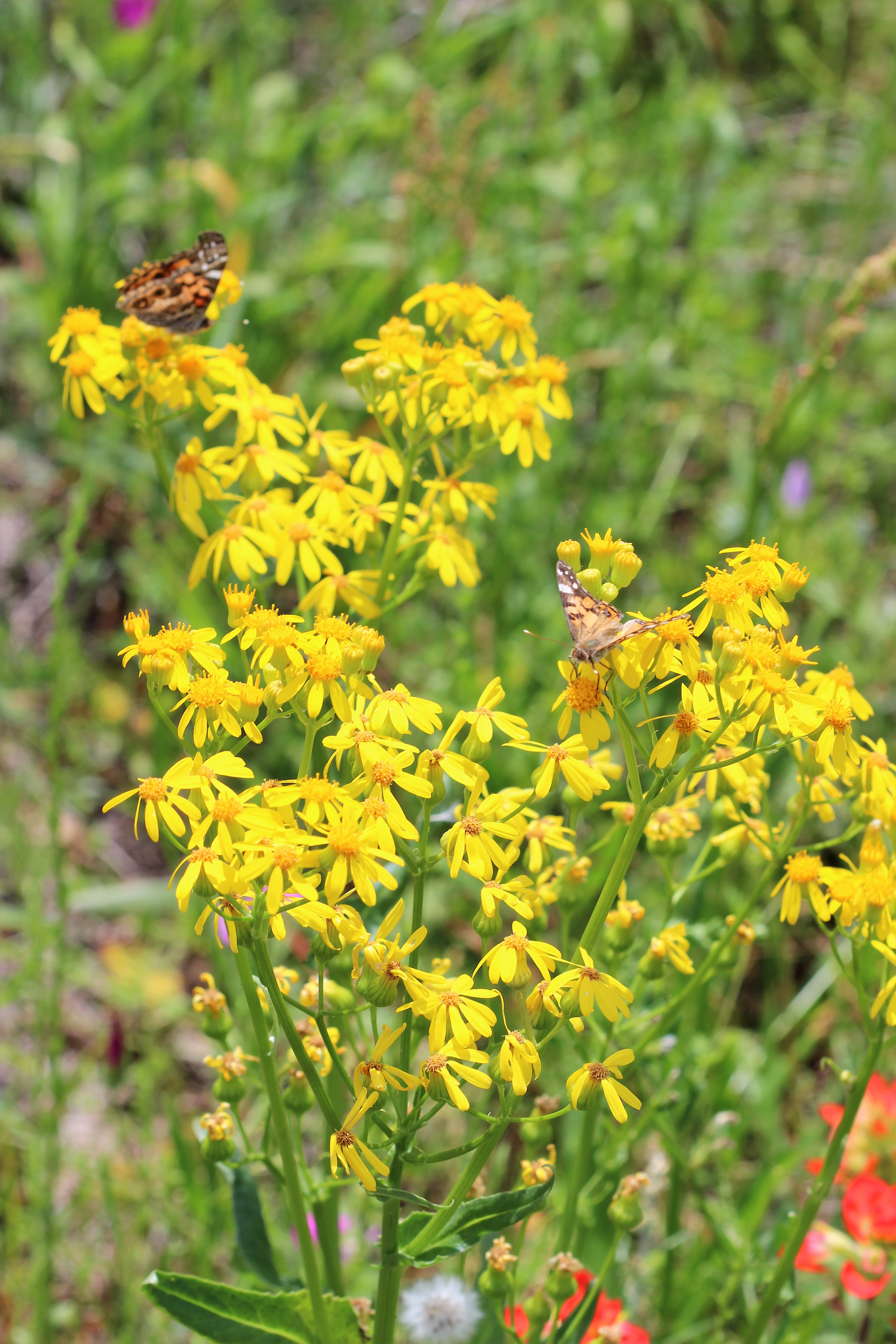 butterfly on groundsel