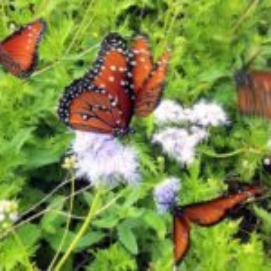 Queen butterflies on mistflower