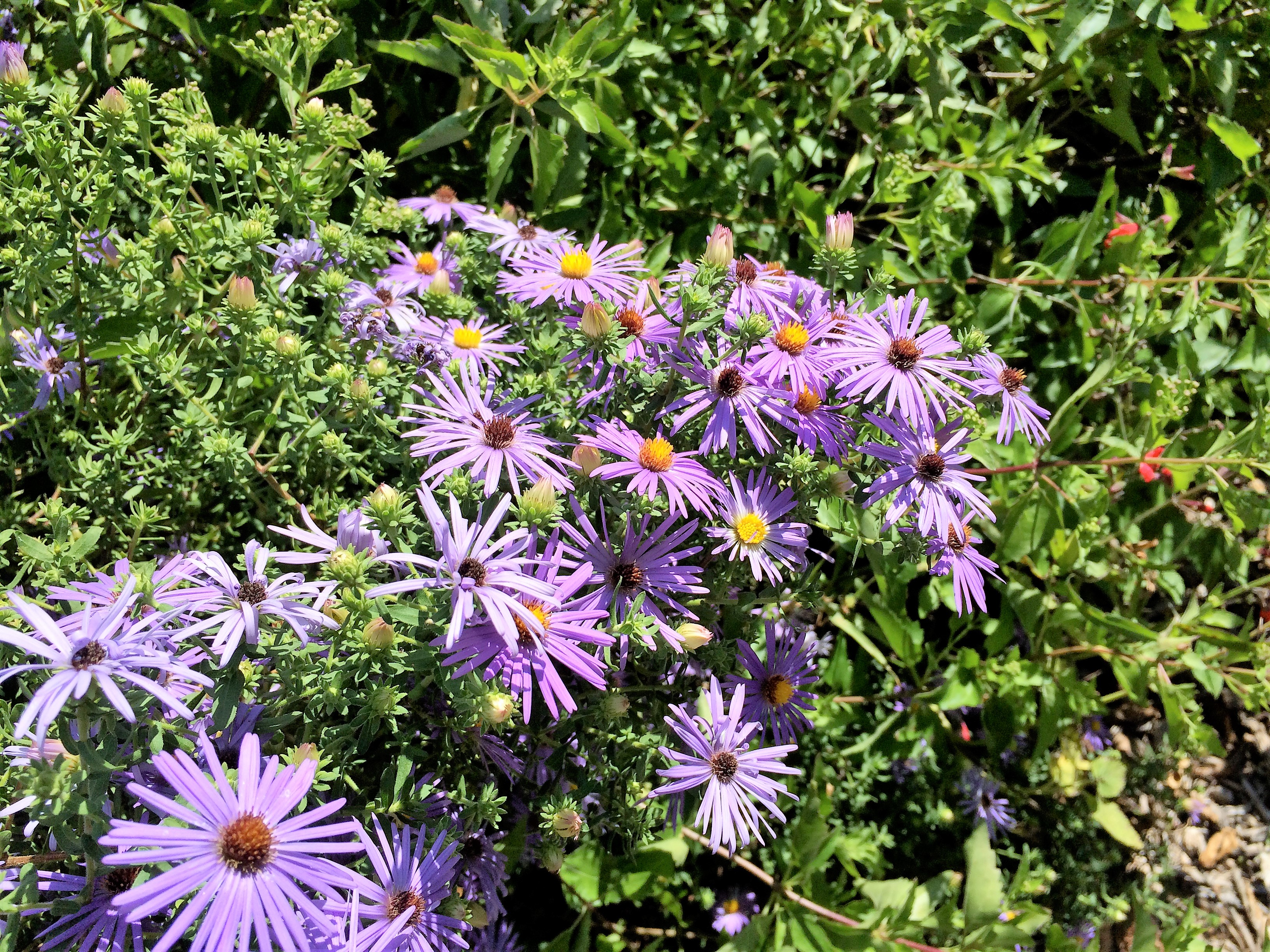 fall asters