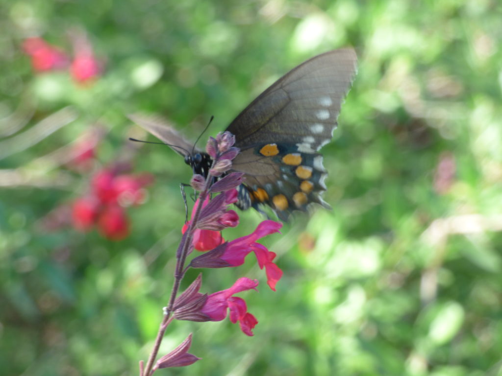 Lipe garden butterfly