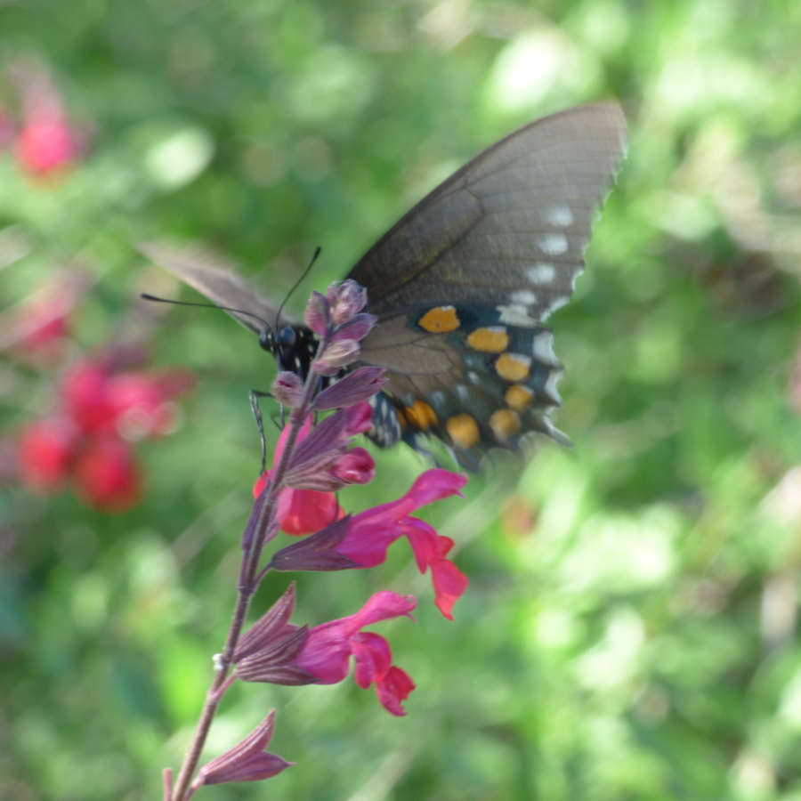 Lipe garden butterfly
