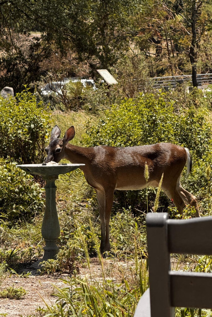 A doe found fresh water at RNC after the flood.