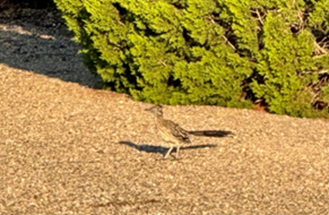 roadrunner bird