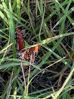 vegetation with a bug