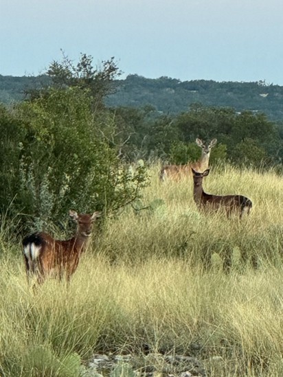 Deer at the Devil's Sinkhole SNA