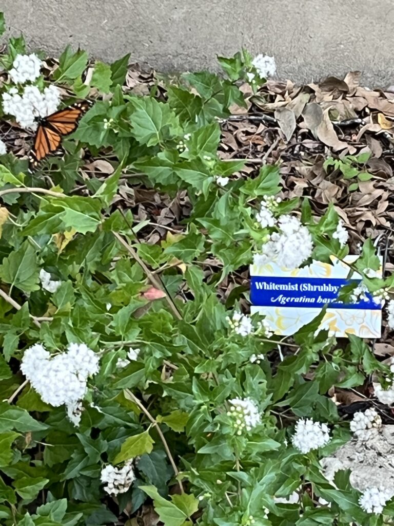 white mistflower with monarch nectaring